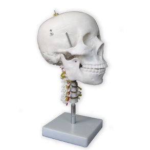 Kranie m. halshvirvelsjle p stativ