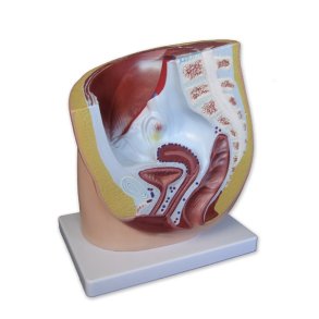 Kvindeligt bkken mediansnit m. kar, muskler og org.