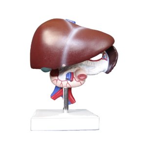 Model af lever, galde, bugspytkirtel og milt