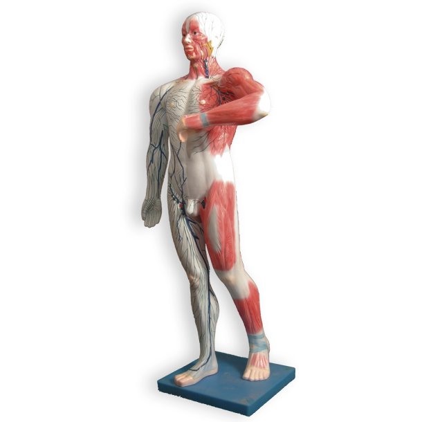 Model der viser kroppens overfladiske lymfekar