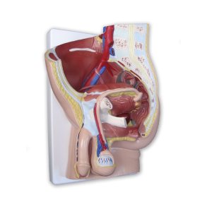 Mandligt bkken visende organer og strukturer. Mediansnit