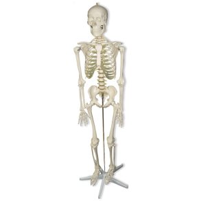 Skelettets anatomi