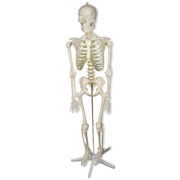 Skelet, konomi, 180 cm.