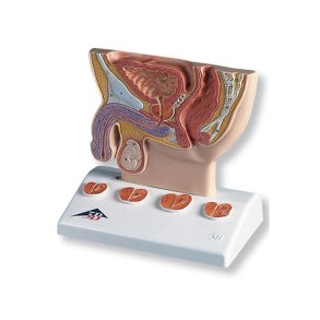 Prostata og prostataforstrrelse