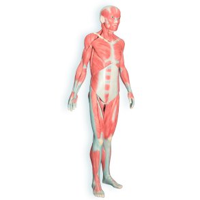 Anatomisk model visende skeletmuskulatur. Fuld legemsstrrelse