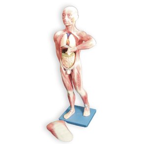 Anatomisk muskelmodel 85 cm. m. indre org.