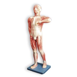 Anatomisk muskelmodel 85 cm.