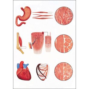 Muskelvv. Planche 84x118 cm.