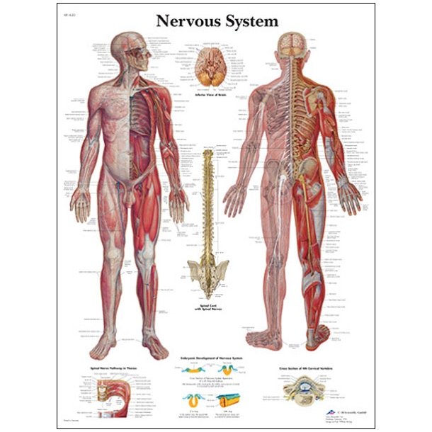 Nervesystemet. Anatomisk plakat 50x67 cm.