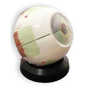 je, ca. 4 gange normal strrelse.