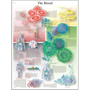 Blodet. Anatomisk plakat.