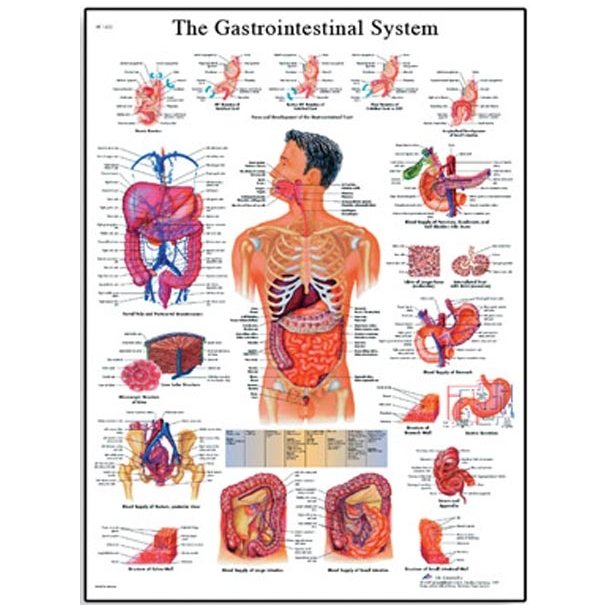 Fordjelsessystemet. Det gastrointestinale system. Anatomisk plakat.