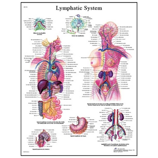 Det lymfatiske system/lymfesystemet. Anatomisk plakat.