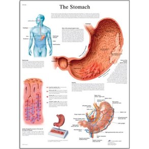 Maven, maveskken/ventriklen. Anatomisk plakat.