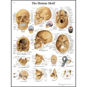 Plakat menneskets kranie