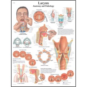 Strubens (larynx) anatomi og patologi. Anatomisk plakat.