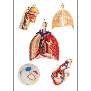 Respirationsorganer. Planche 84x118cm