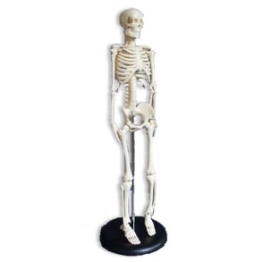Skelet 42 cm.
