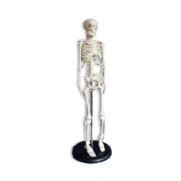 Skelet 42 cm.