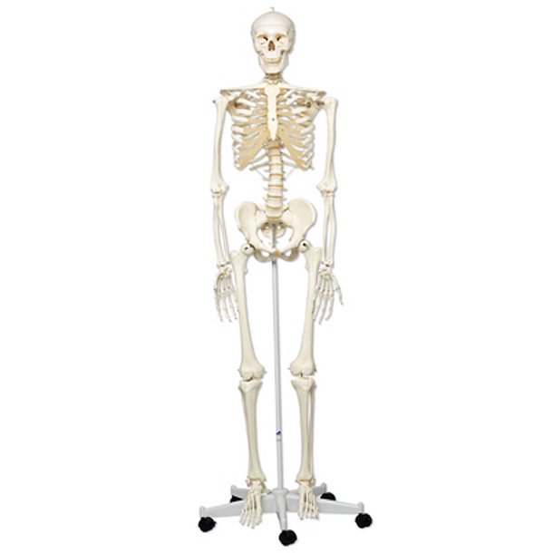Skelet, tysk kvalitet, 175 cm.