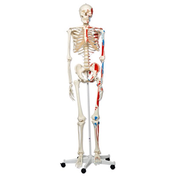 Skelet 170cm bemalet med udspring og hfte