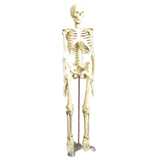 Skelet, halv legemsstrrelse, 85 cm.