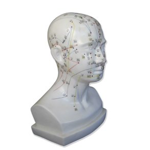 Hoved & hals model (legemsstrrelse) visende aku-punkter.