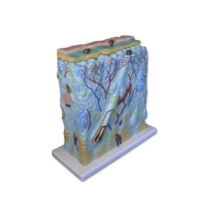 Model af hudens lag forstrret ca. 100 gange