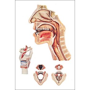 Taleorganer. Planche 84x118 cm.