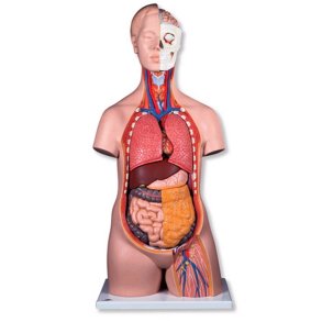 Anatomiske torso'er