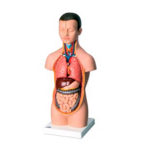 Robust mini-torso med hoved, 12 dele.