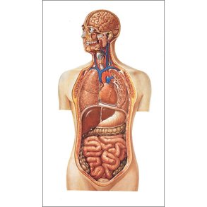 Torso. Planche 84x118cm