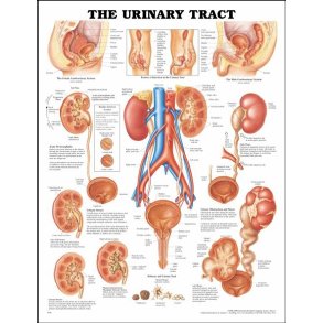 Urinvejene. Anatomisk plakat 50x67 cm. Lamineret med lister.