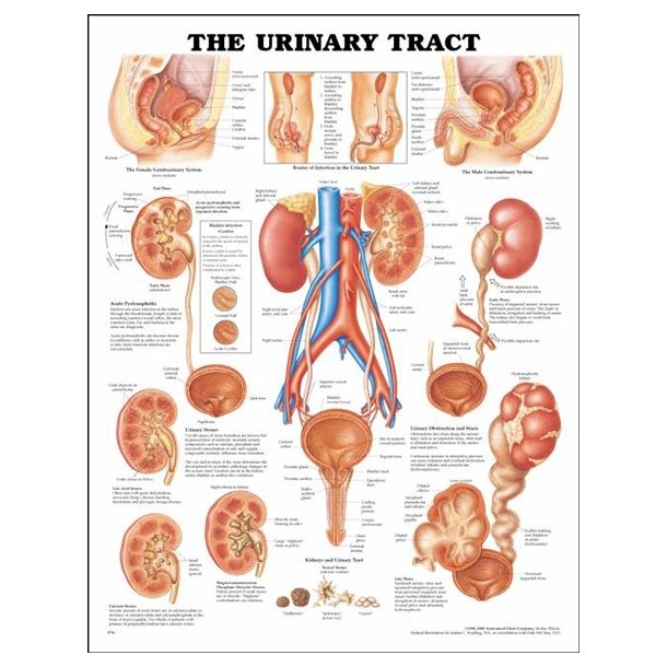Urinvejene. Anatomisk plakat 50x67 cm. Lamineret med lister.