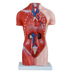 Anatomisk torso. Mandlig 42 cm. 13 dele.