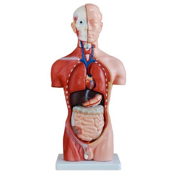 Anatomisk torso. Mandlig 42 cm. 13 dele.