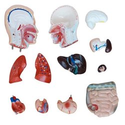 Anatomisk torso. Mandlig 42 cm. 13 dele.