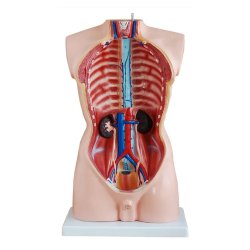 Torso i legemsstrrelse, 19 dele.