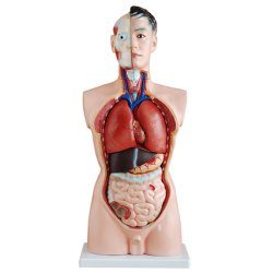 Torso i legemsstrrelse, 19 dele.