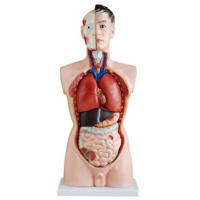 Torso i legemsstrrelse, 19 dele.