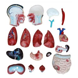 Torso i legemsstrrelse, 19 dele.